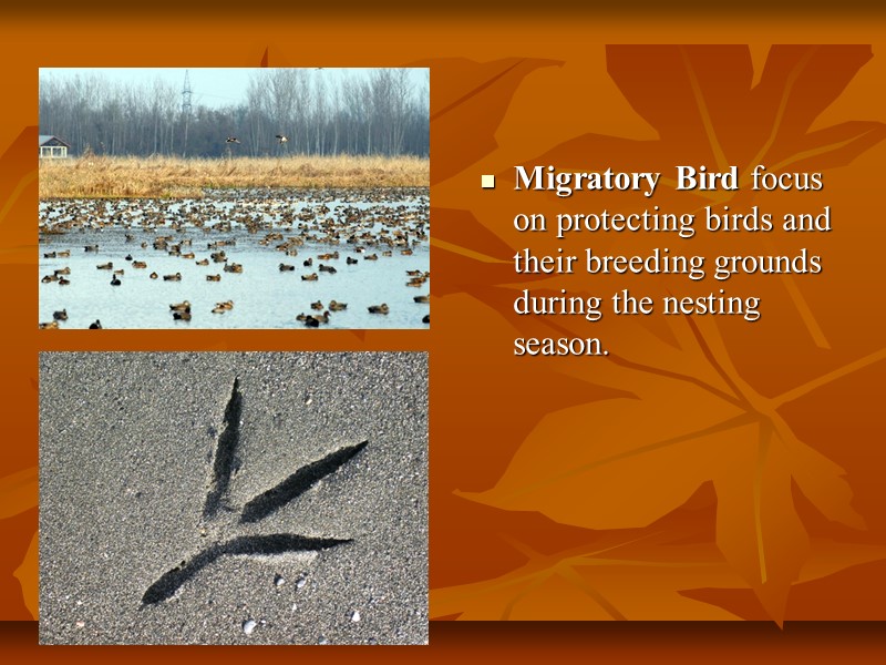 Migratory Bird focus on protecting birds and their breeding grounds during the nesting season.